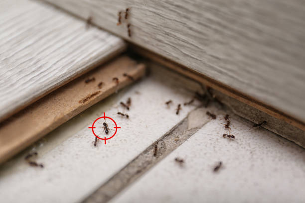 Best Residential Pest Control  in Daytona Beach, FL